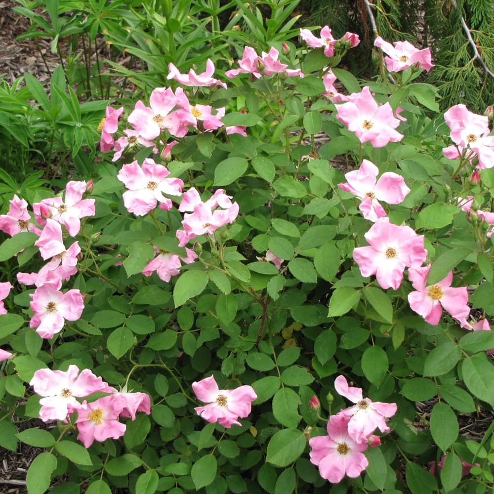 NetPS Plant Finder (www.netpsplantfinder.com)