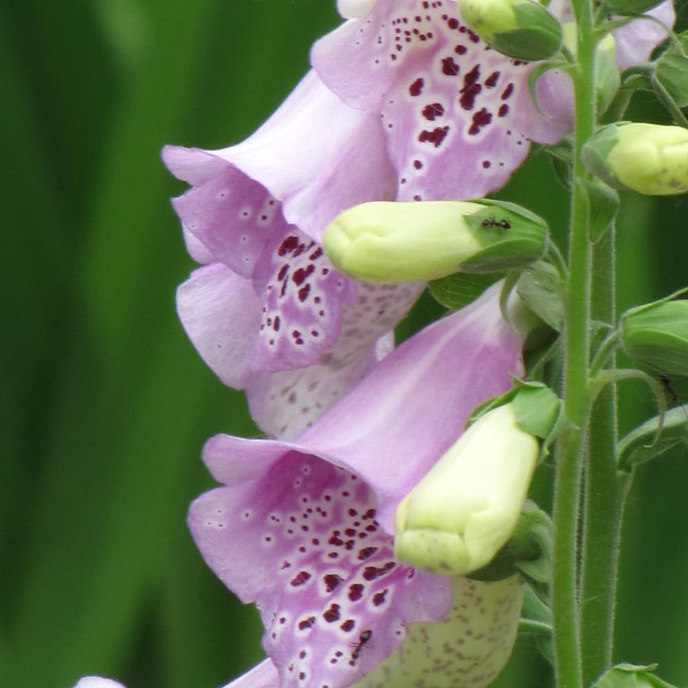 NetPS Plant Finder (www.netpsplantfinder.com)