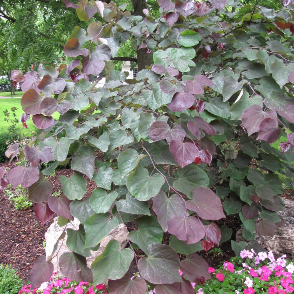 NetPS Plant Finder (www.netpsplantfinder.com)