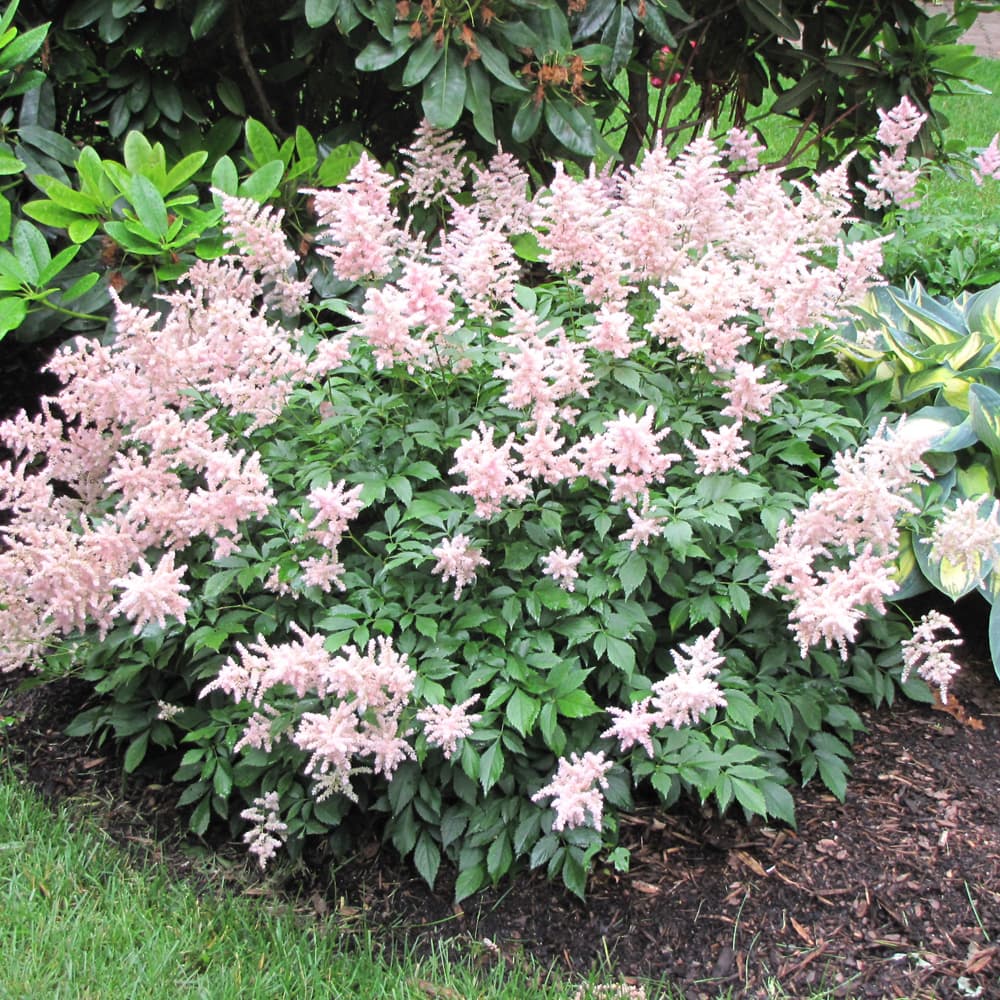NetPS Plant Finder (www.netpsplantfinder.com)