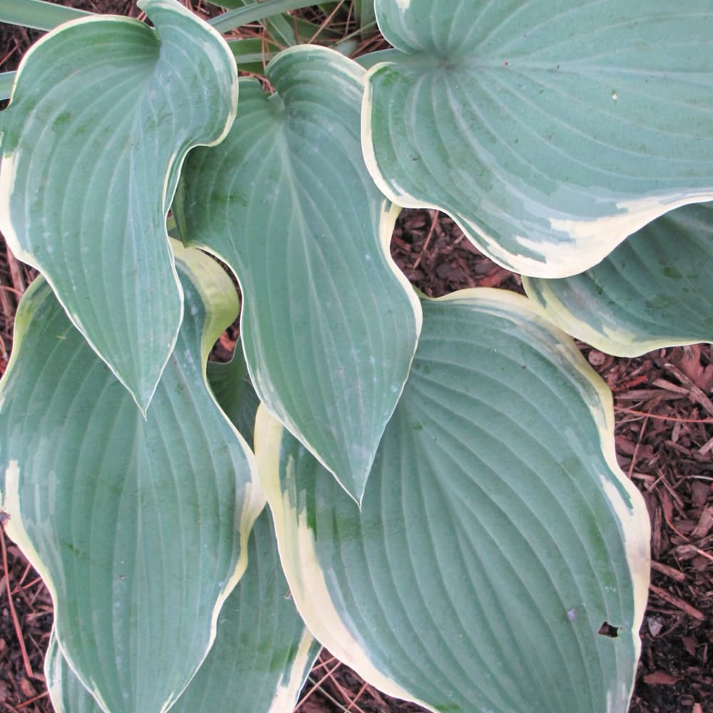 NetPS Plant Finder (www.netpsplantfinder.com)