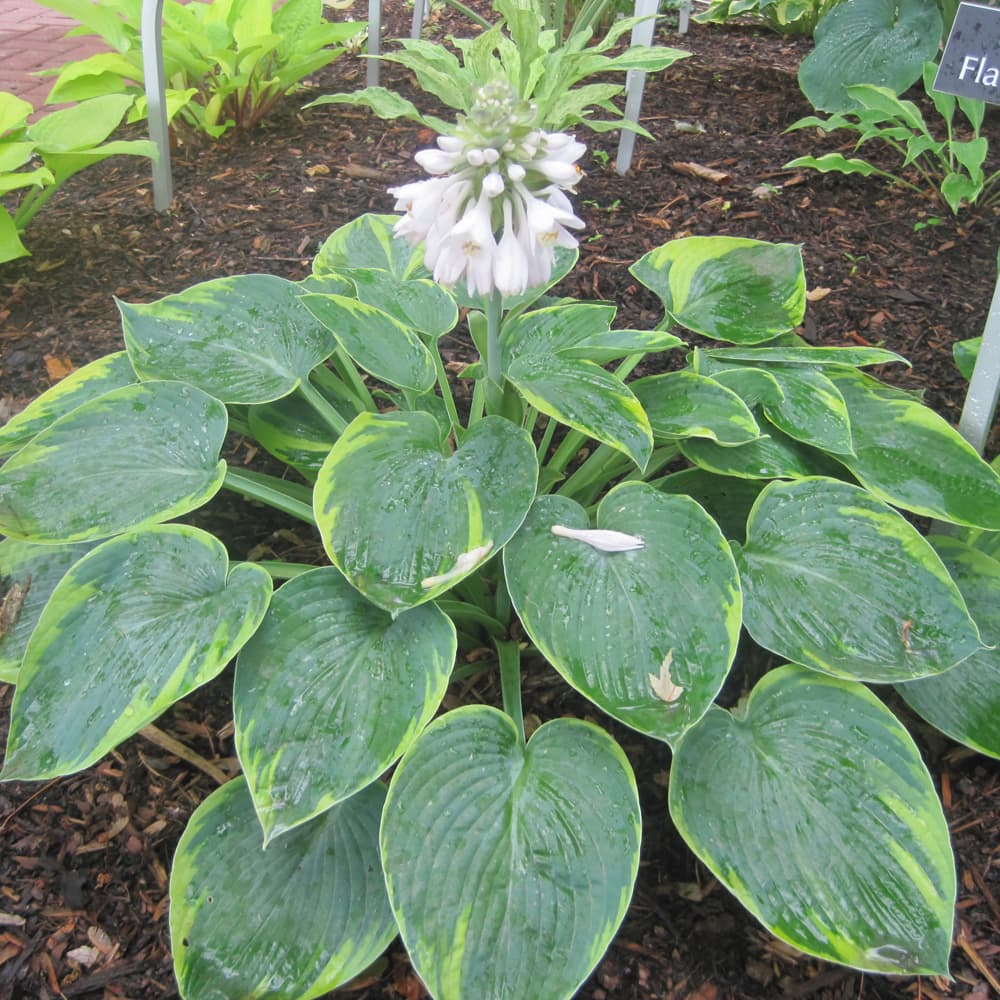 NetPS Plant Finder (www.netpsplantfinder.com)