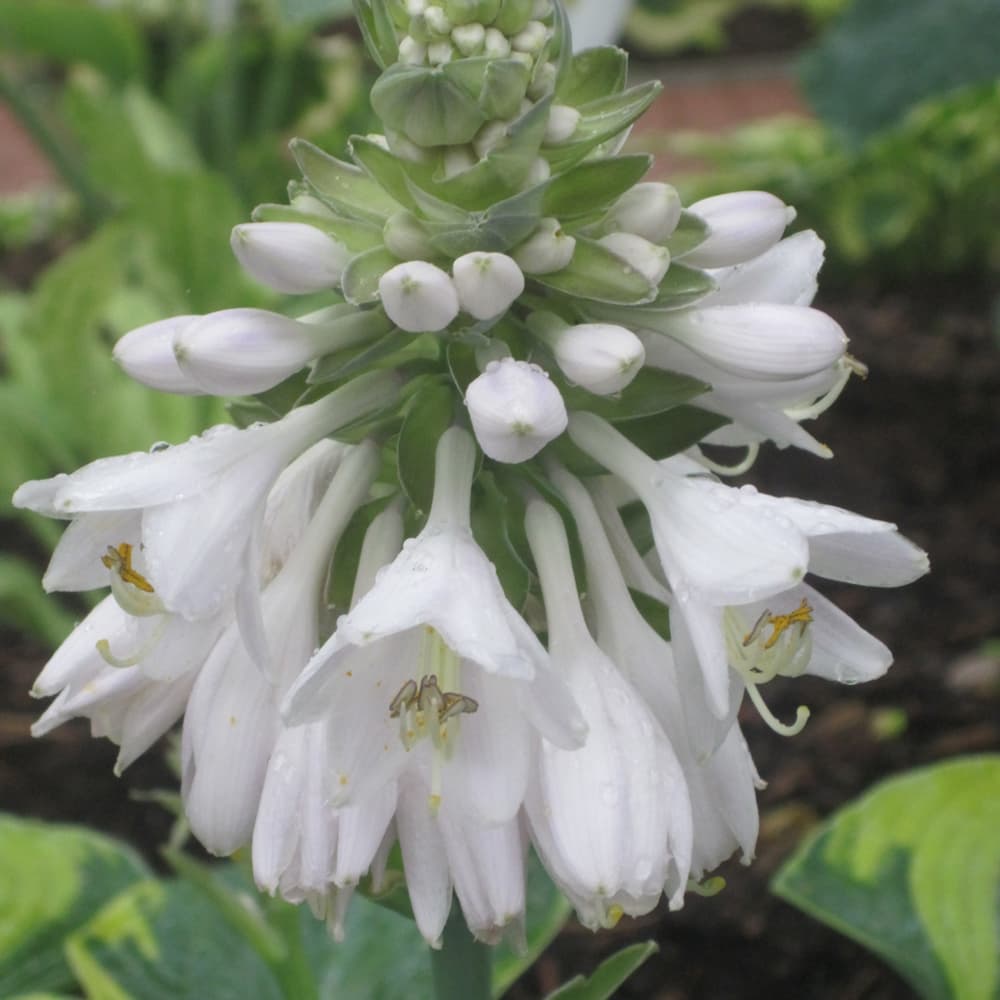 NetPS Plant Finder (www.netpsplantfinder.com)