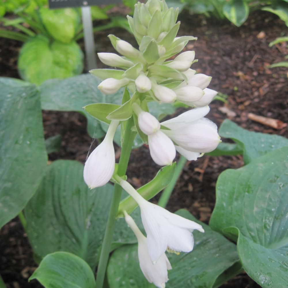 NetPS Plant Finder (www.netpsplantfinder.com)