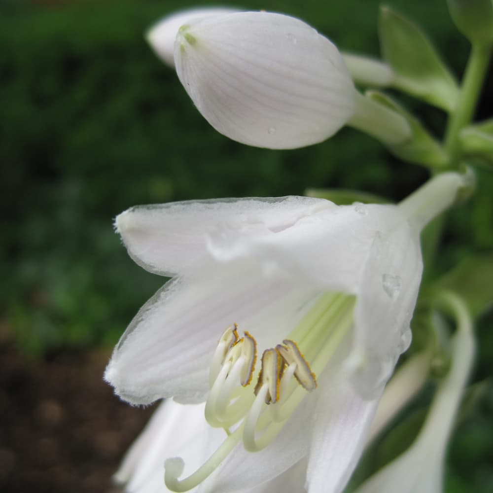 NetPS Plant Finder (www.netpsplantfinder.com)