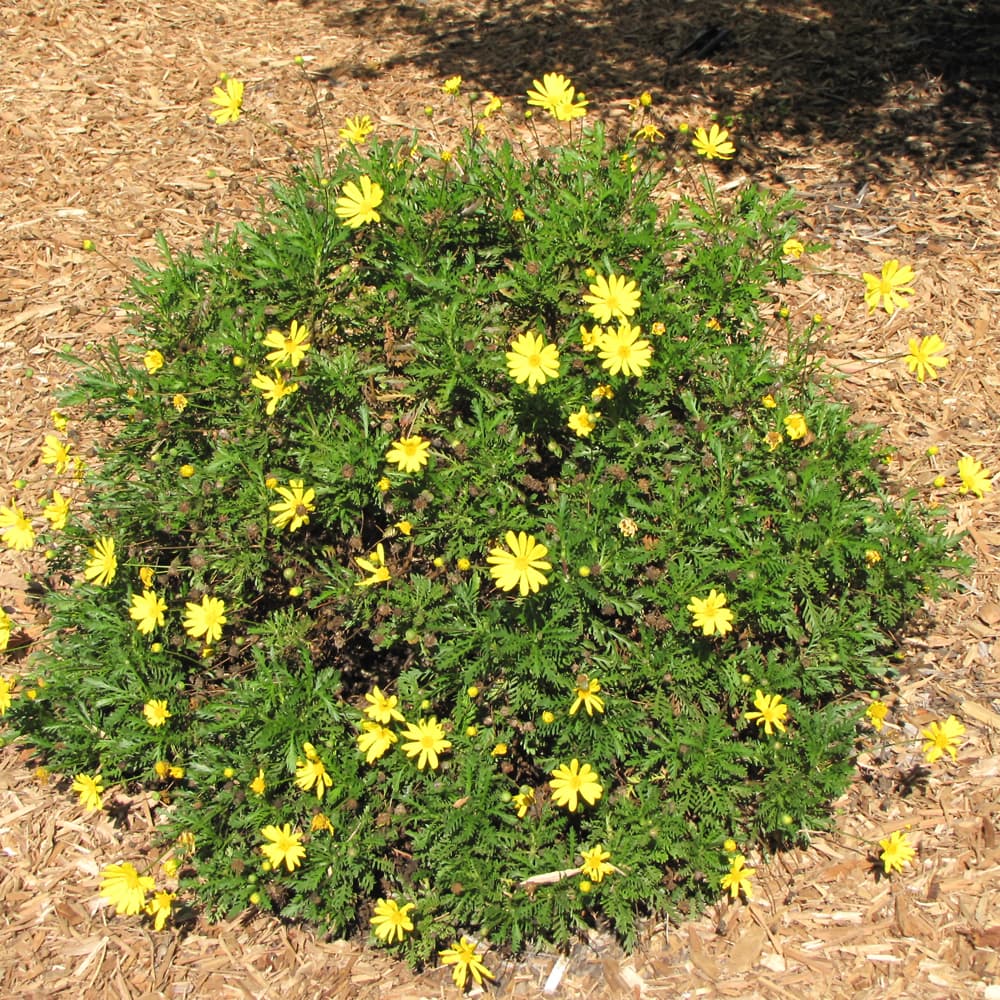 NetPS Plant Finder (www.netpsplantfinder.com)