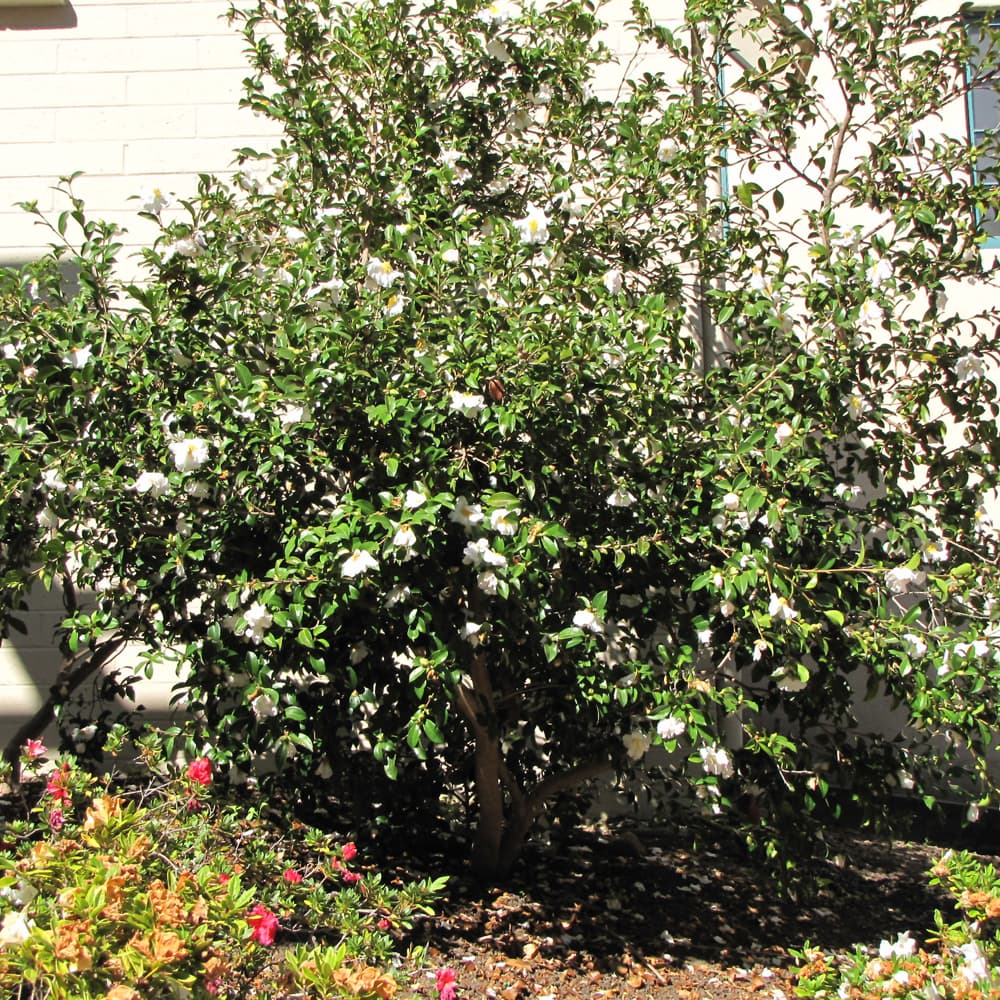 NetPS Plant Finder (www.netpsplantfinder.com)