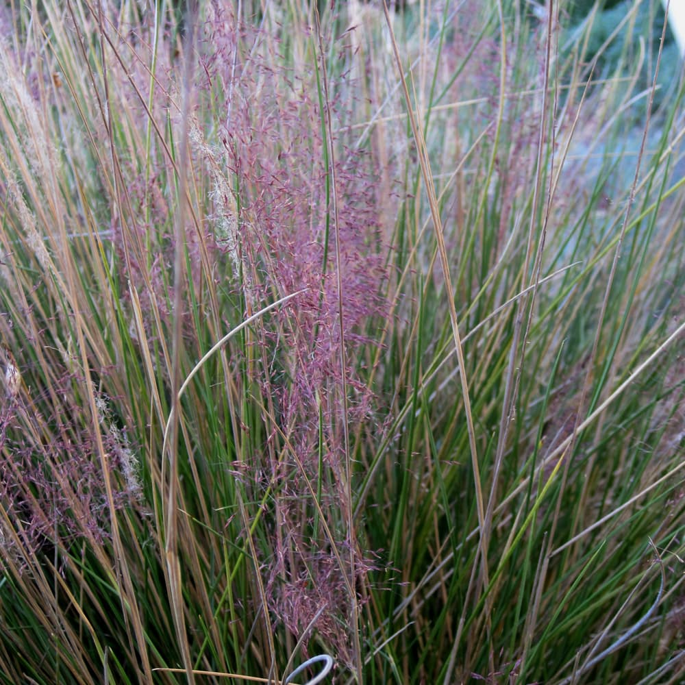 NetPS Plant Finder (www.netpsplantfinder.com)