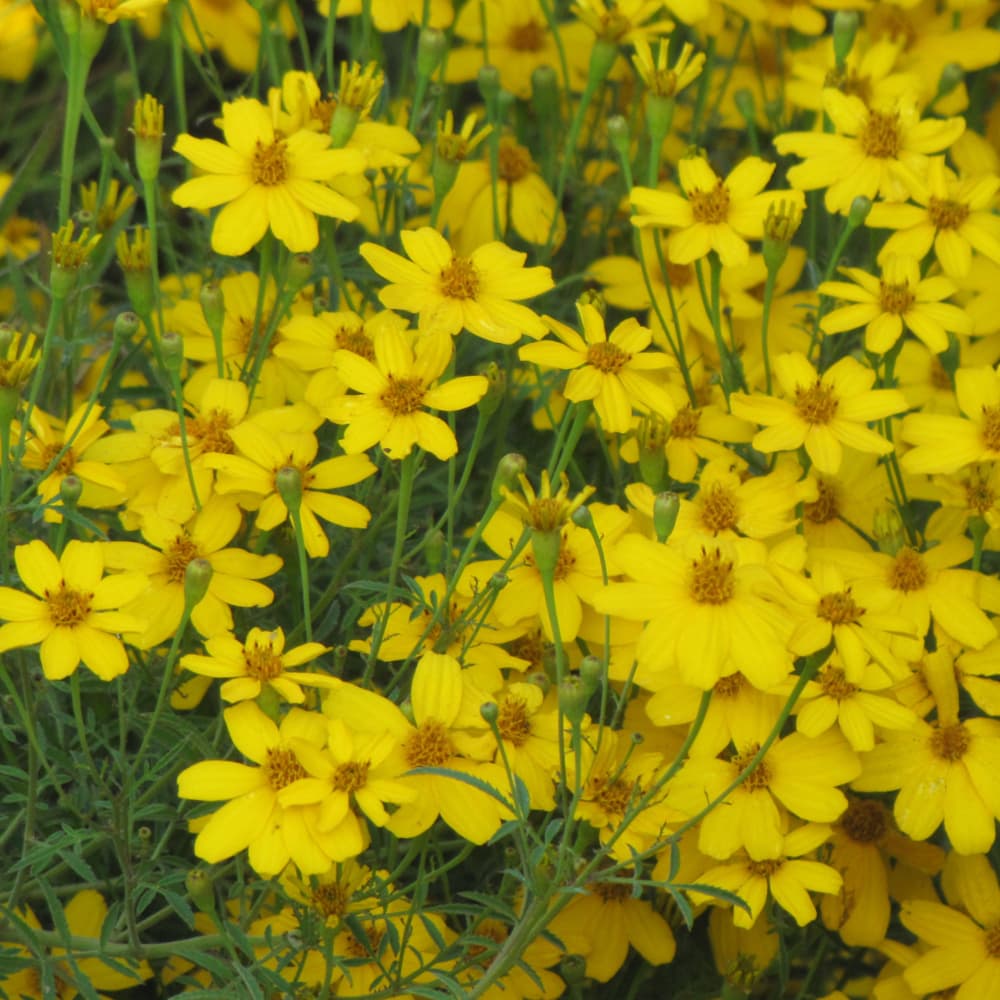 NetPS Plant Finder (www.netpsplantfinder.com)
