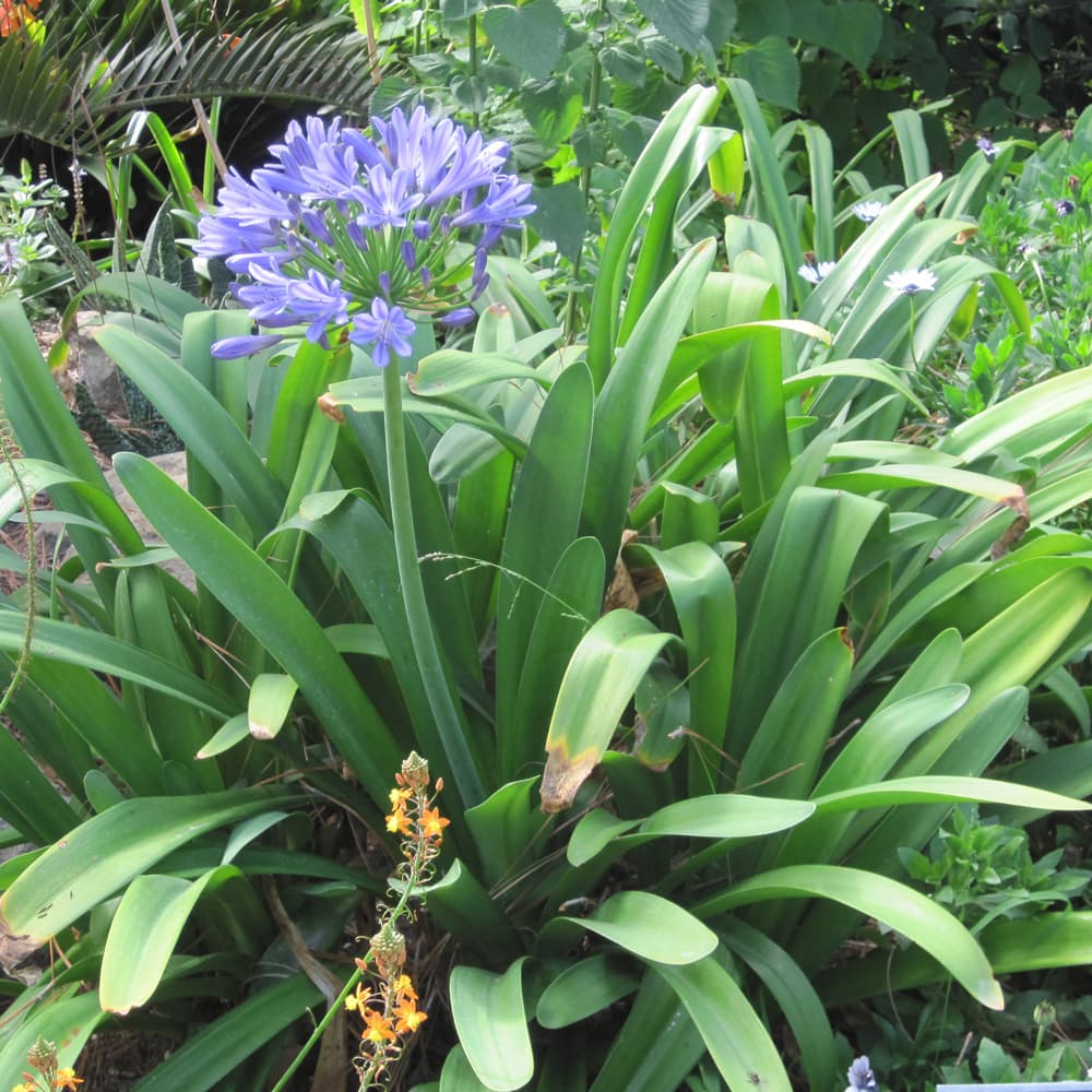 NetPS Plant Finder (www.netpsplantfinder.com)