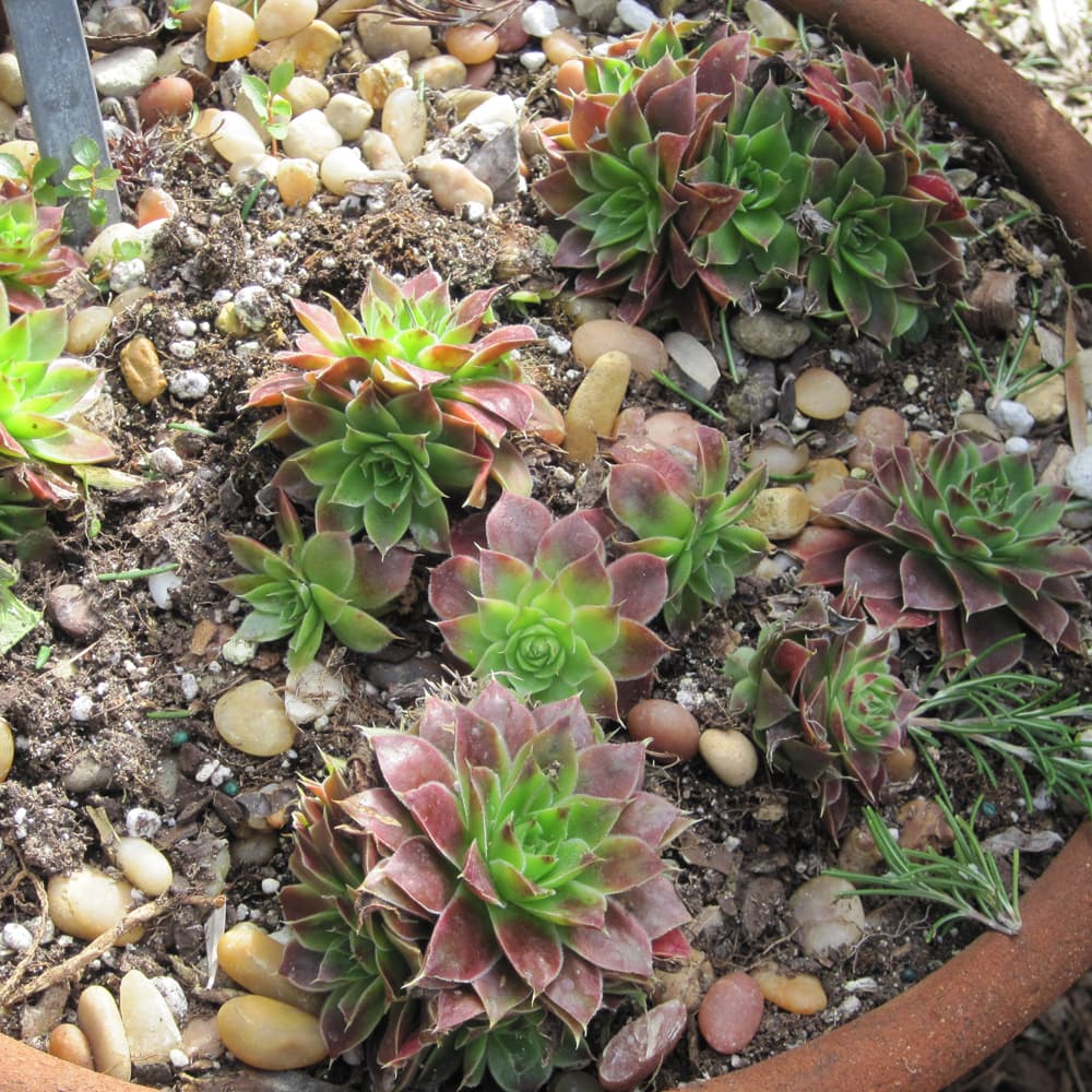 NetPS Plant Finder (www.netpsplantfinder.com)