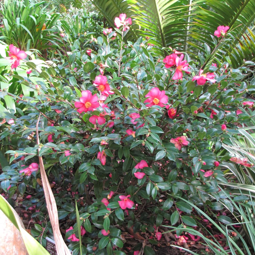 NetPS Plant Finder (www.netpsplantfinder.com)