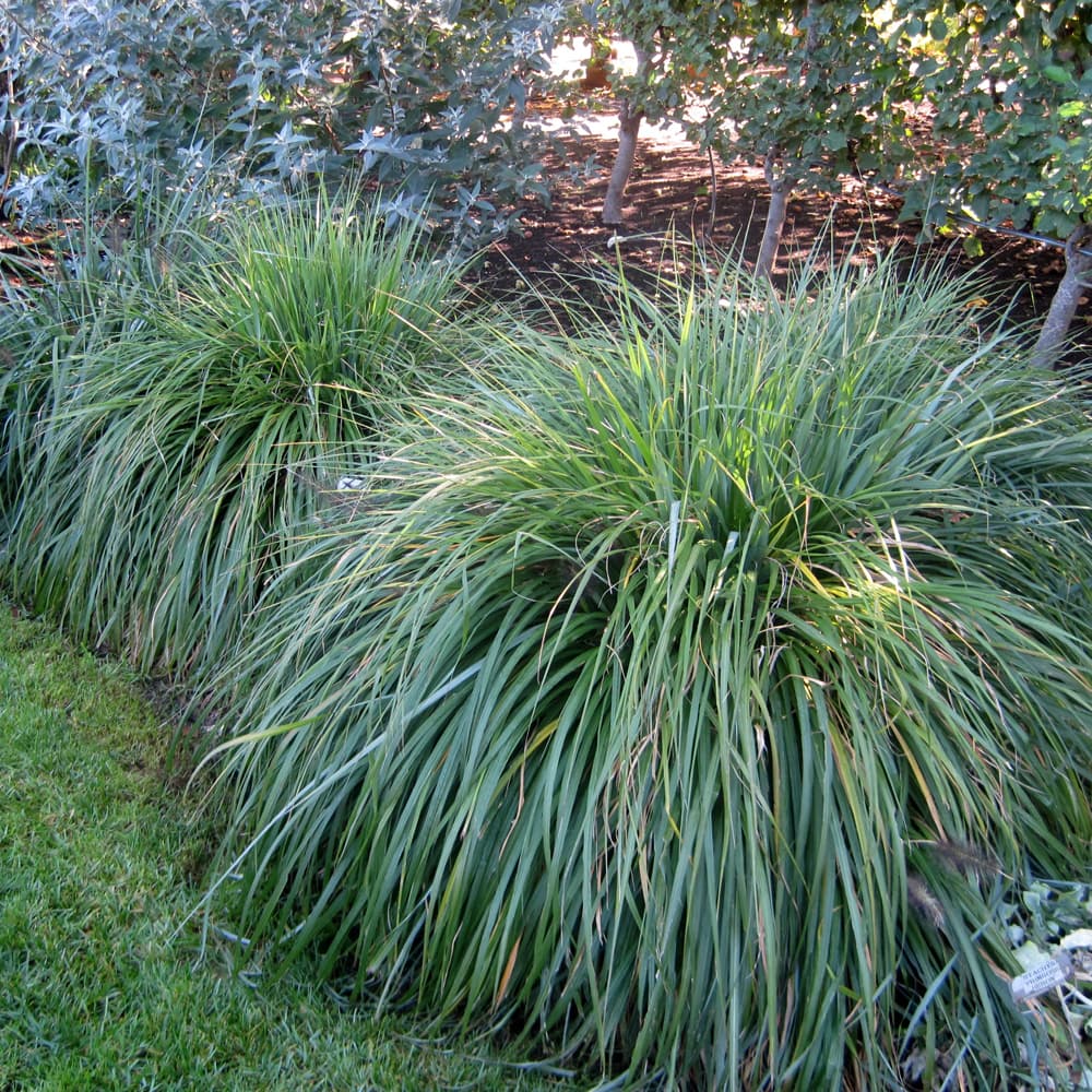 Black Fountain Grass