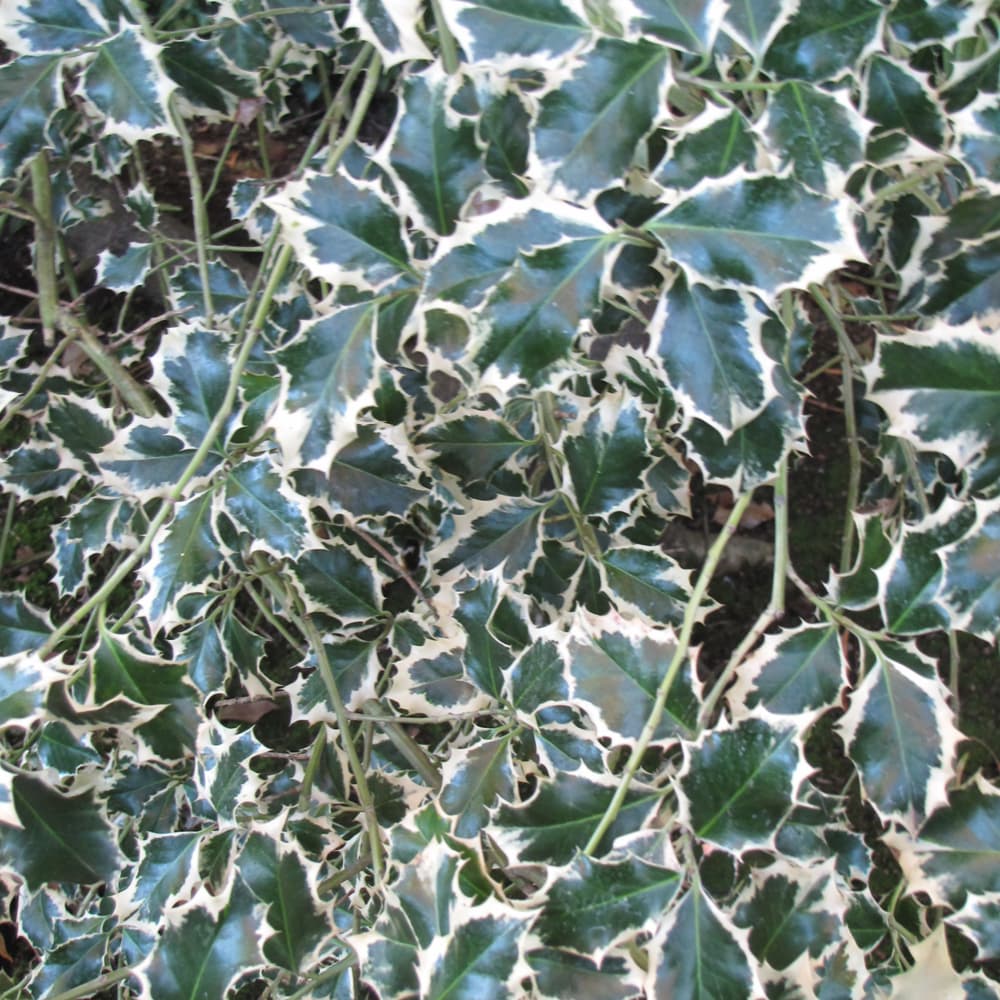 NetPS Plant Finder (www.netpsplantfinder.com)