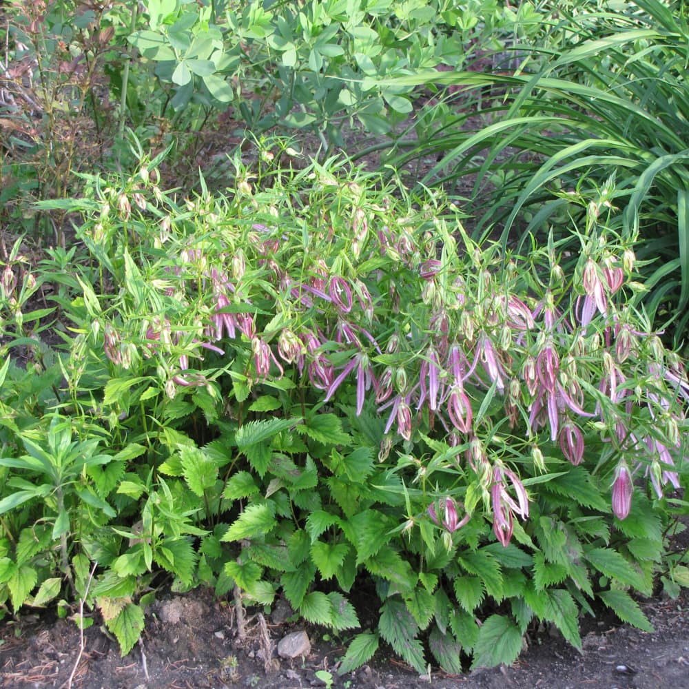 NetPS Plant Finder (www.netpsplantfinder.com)