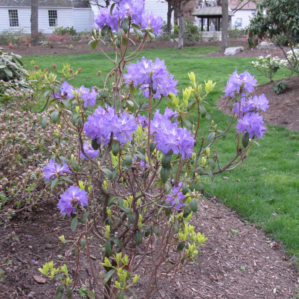 NetPS Plant Finder (www.netpsplantfinder.com)
