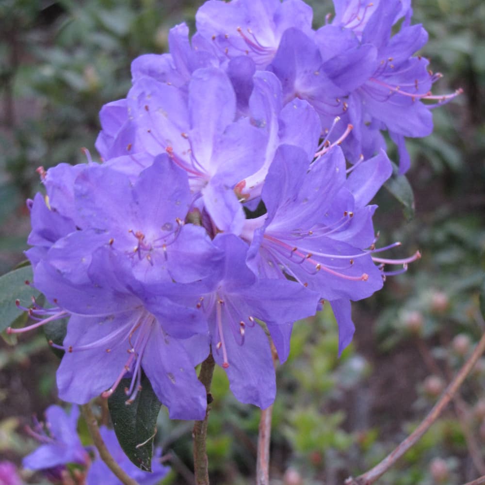 Rhododendron Blue Baron