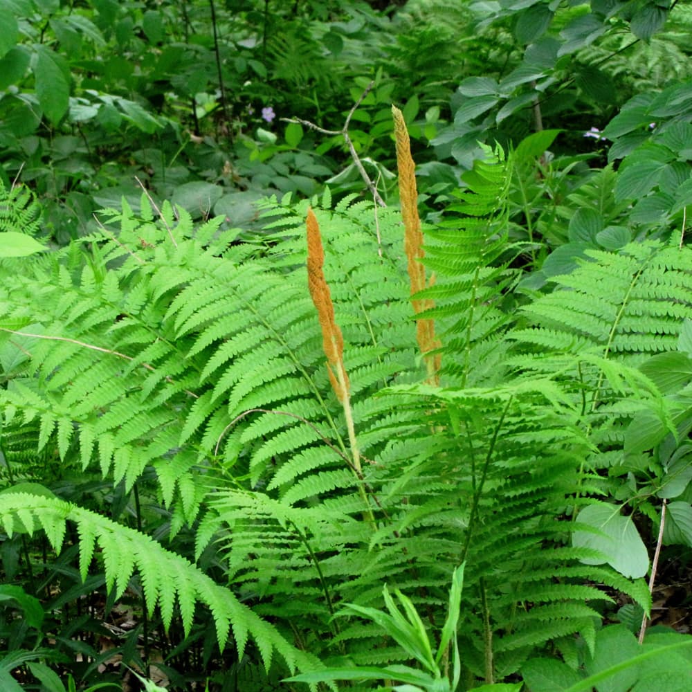 NetPS Plant Finder (www.netpsplantfinder.com)