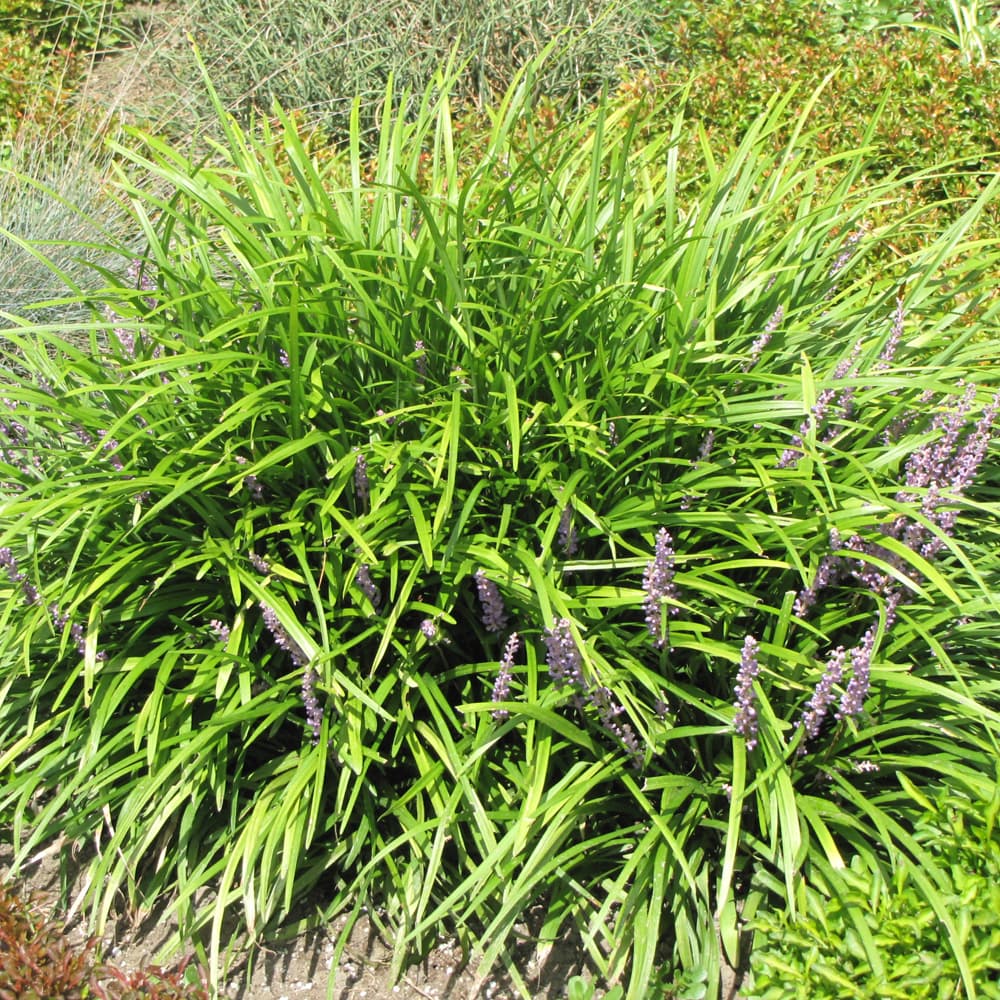 NetPS Plant Finder (www.netpsplantfinder.com)