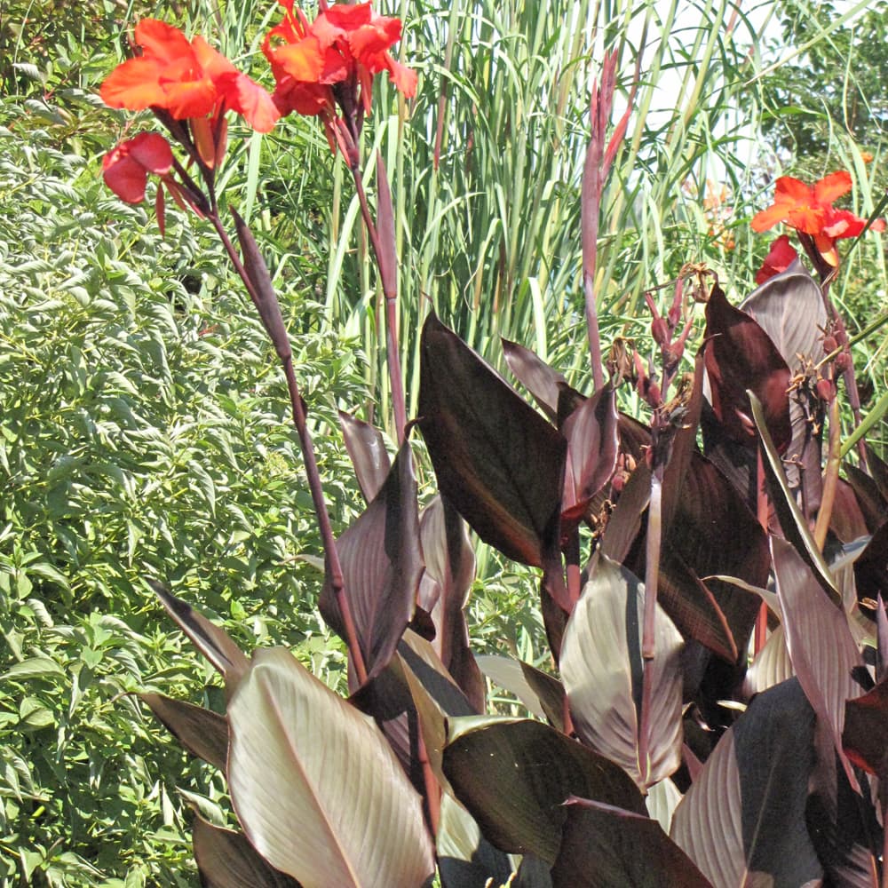 NetPS Plant Finder (www.netpsplantfinder.com)