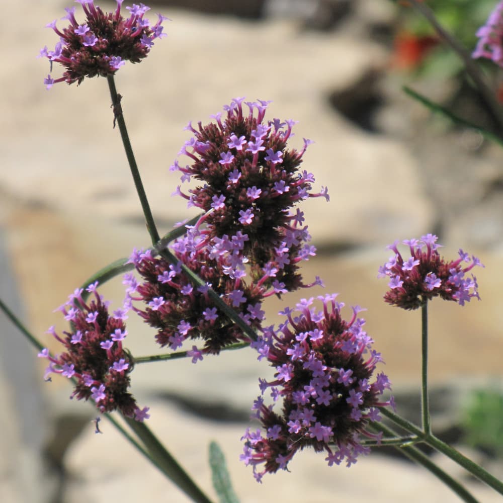 NetPS Plant Finder (www.netpsplantfinder.com)