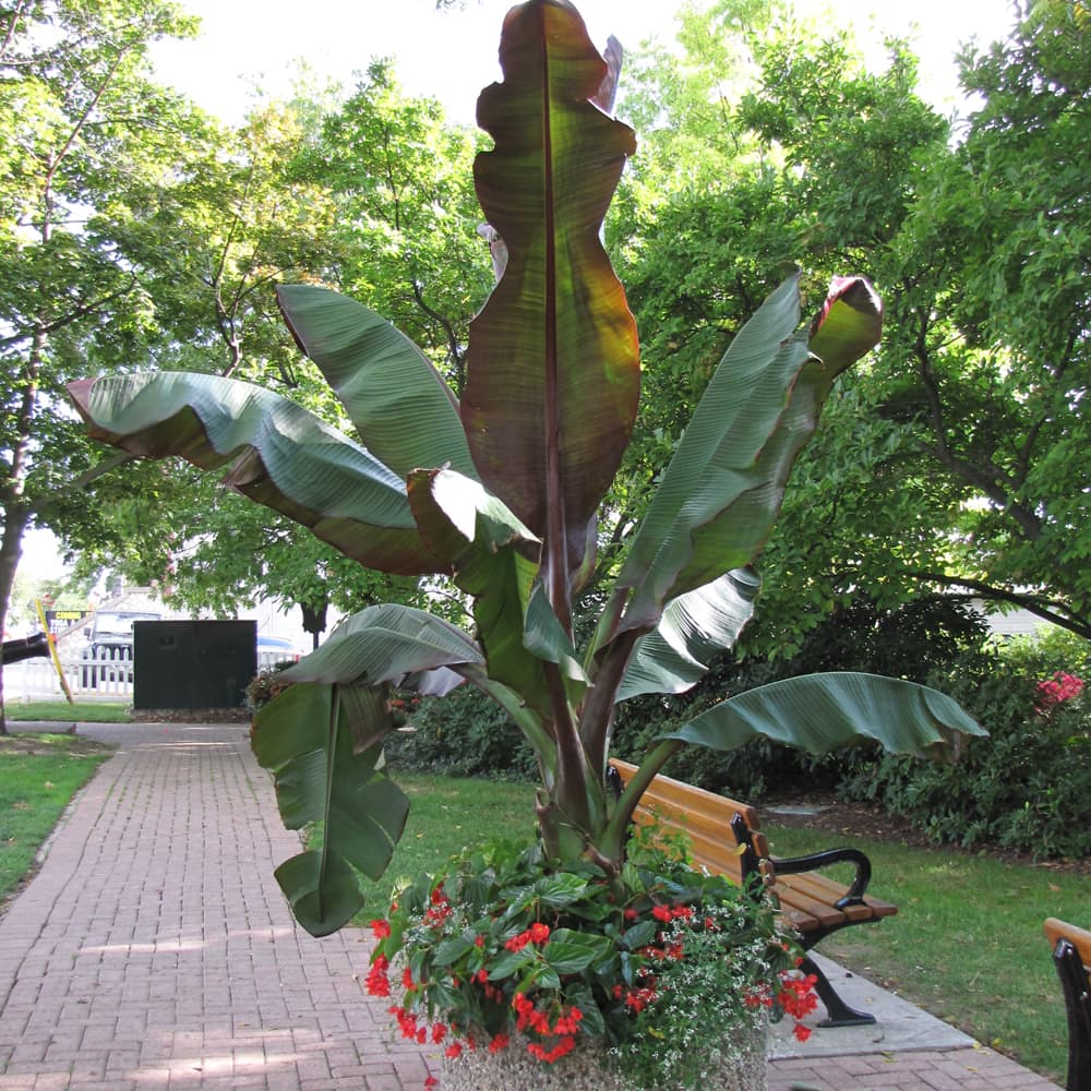 NetPS Plant Finder (www.netpsplantfinder.com)