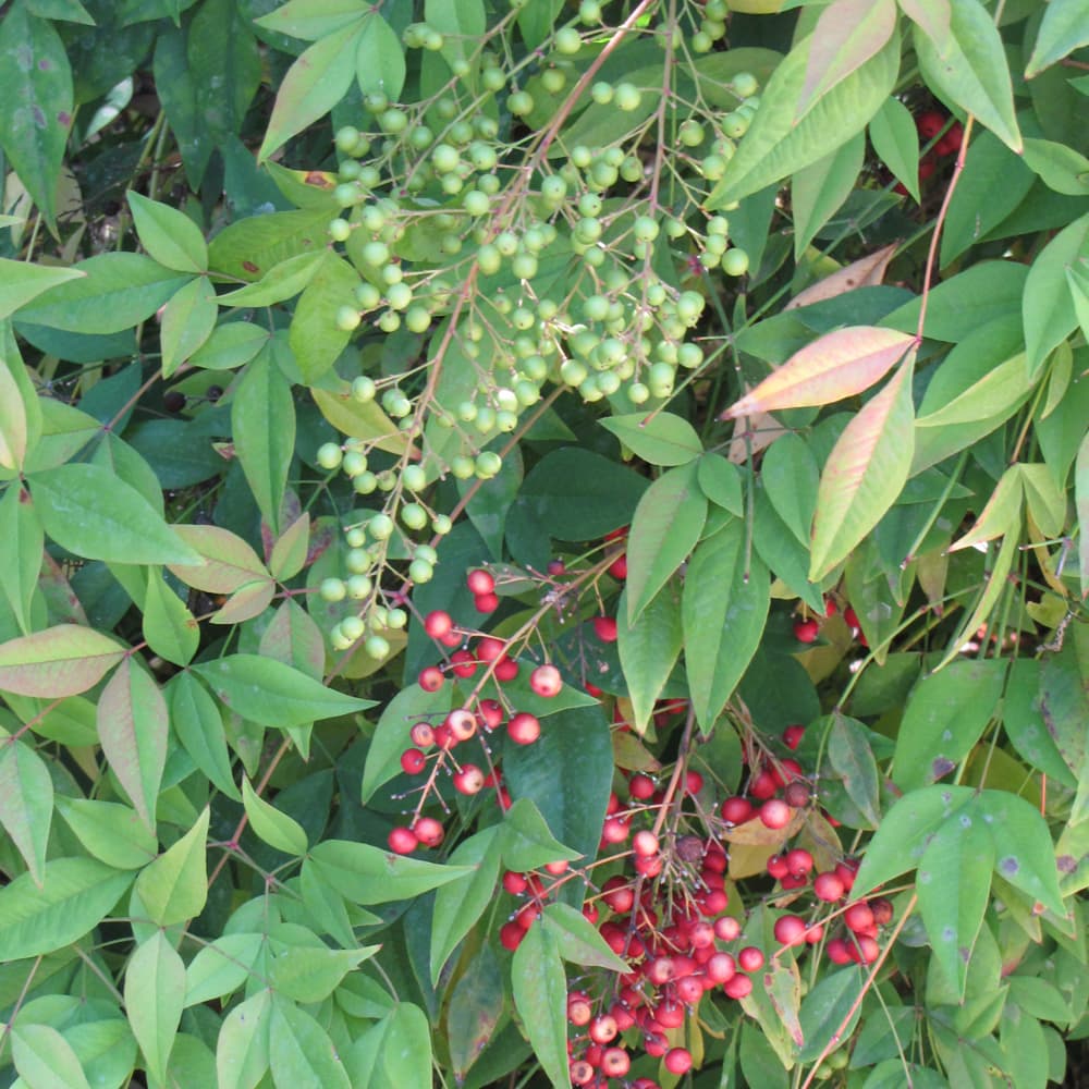 NetPS Plant Finder (www.netpsplantfinder.com)