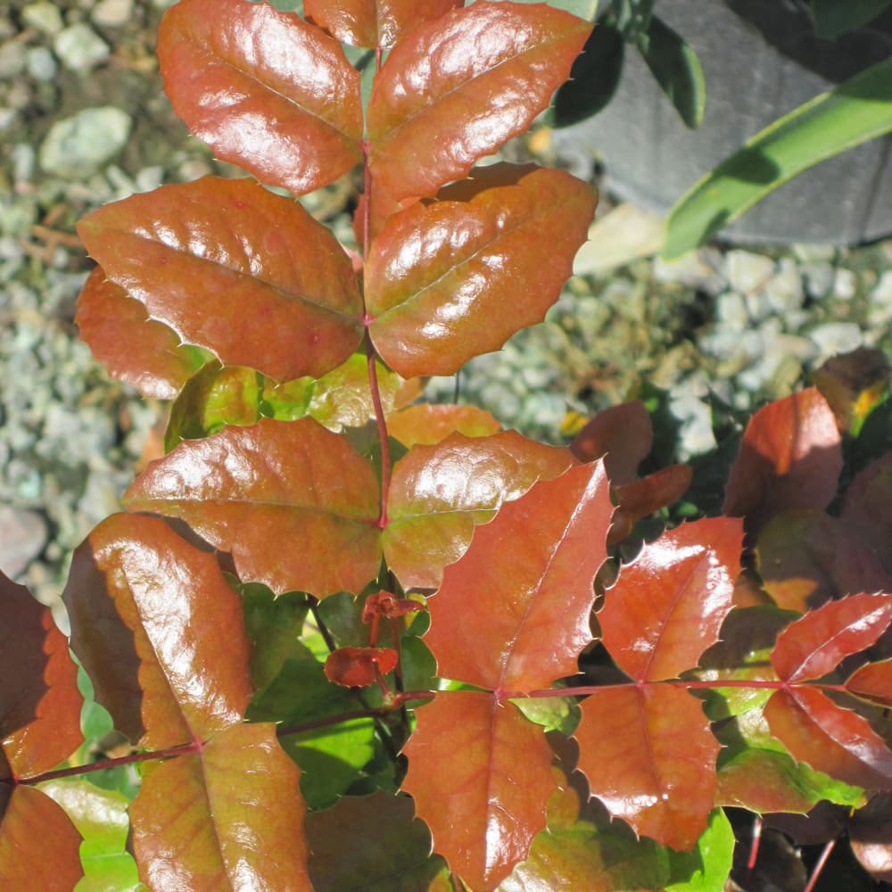 NetPS Plant Finder (www.netpsplantfinder.com)