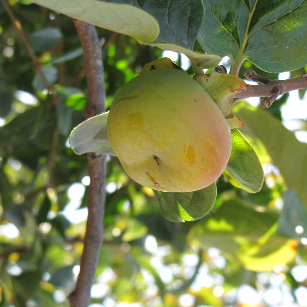 NetPS Plant Finder (www.netpsplantfinder.com)