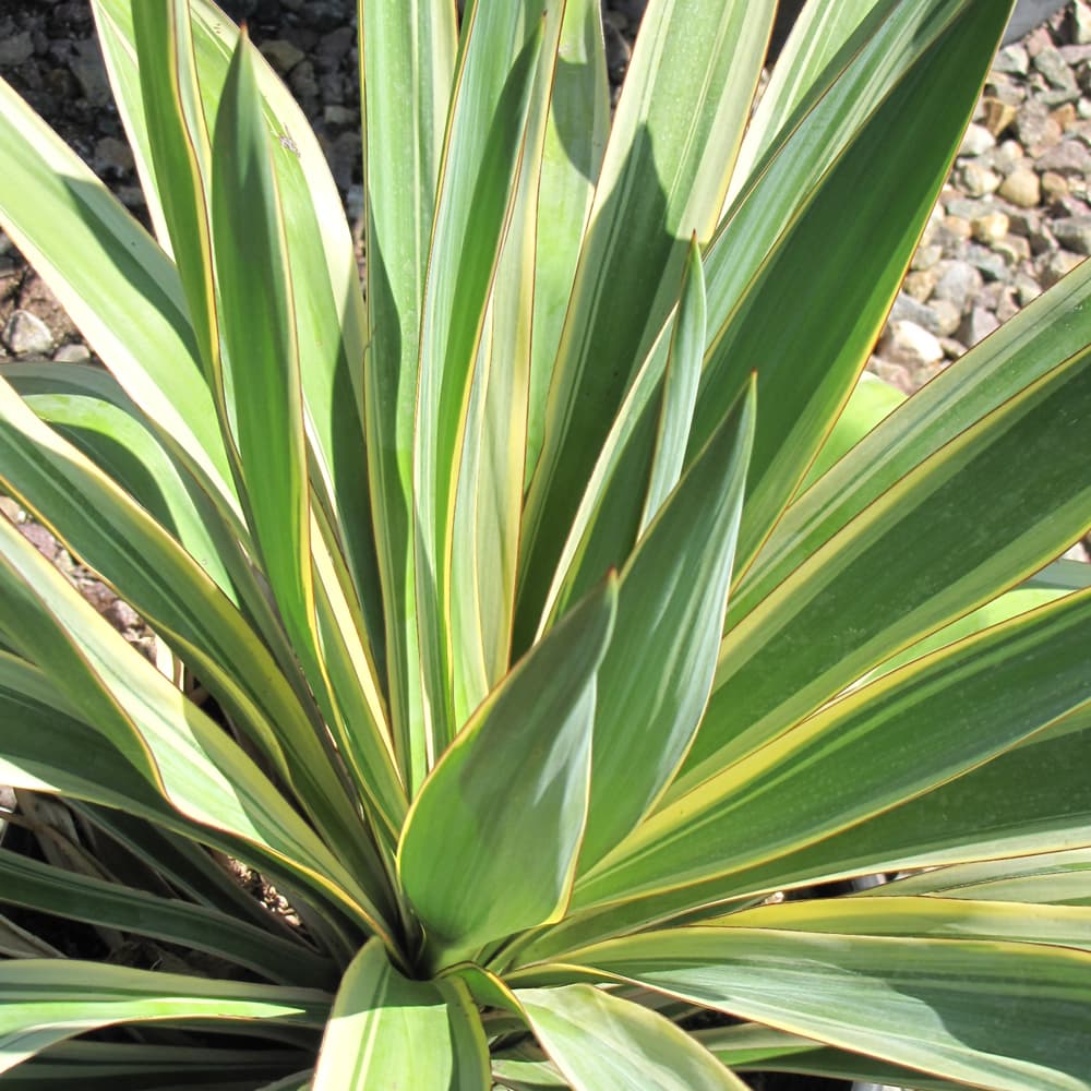 NetPS Plant Finder (www.netpsplantfinder.com)