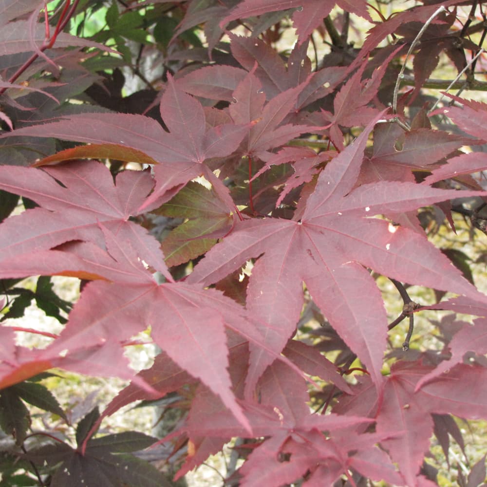 NetPS Plant Finder (www.netpsplantfinder.com)