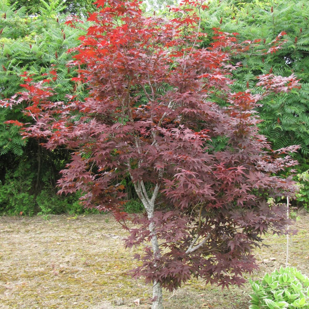 NetPS Plant Finder (www.netpsplantfinder.com)