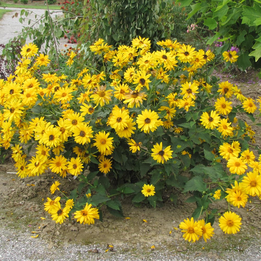 NetPS Plant Finder (www.netpsplantfinder.com)