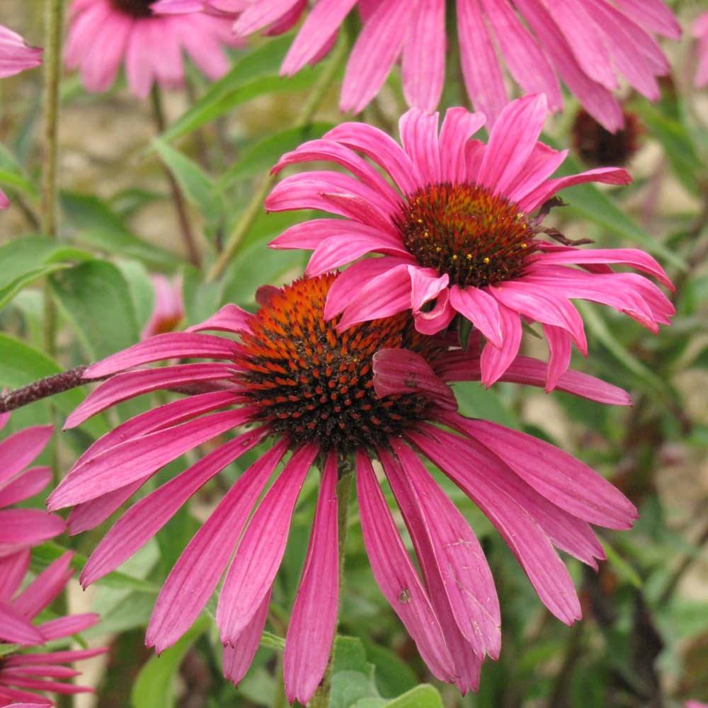 NetPS Plant Finder (www.netpsplantfinder.com)