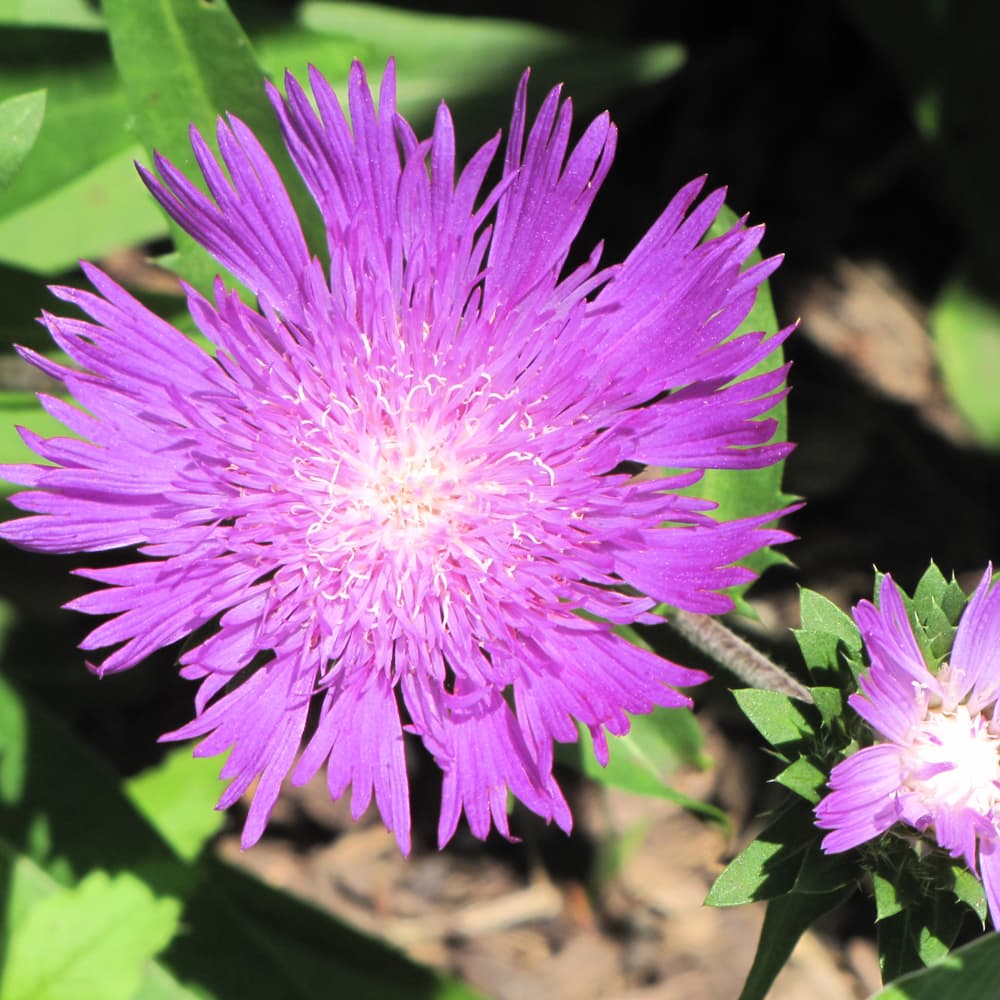 NetPS Plant Finder (www.netpsplantfinder.com)