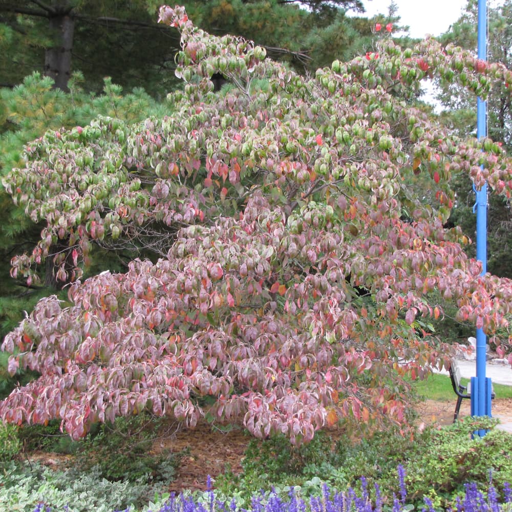 NetPS Plant Finder (www.netpsplantfinder.com)
