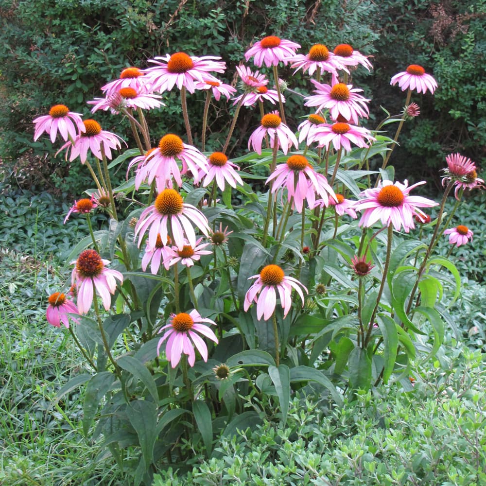 NetPS Plant Finder (www.netpsplantfinder.com)