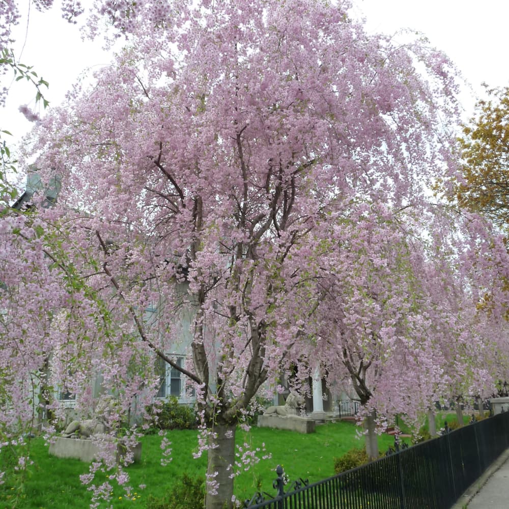 Cherry Weeping