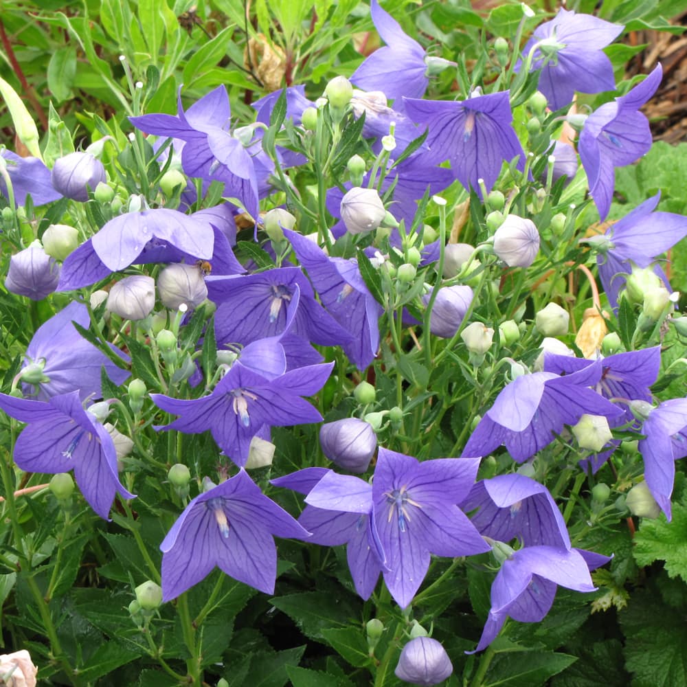 NetPS Plant Finder (www.netpsplantfinder.com)