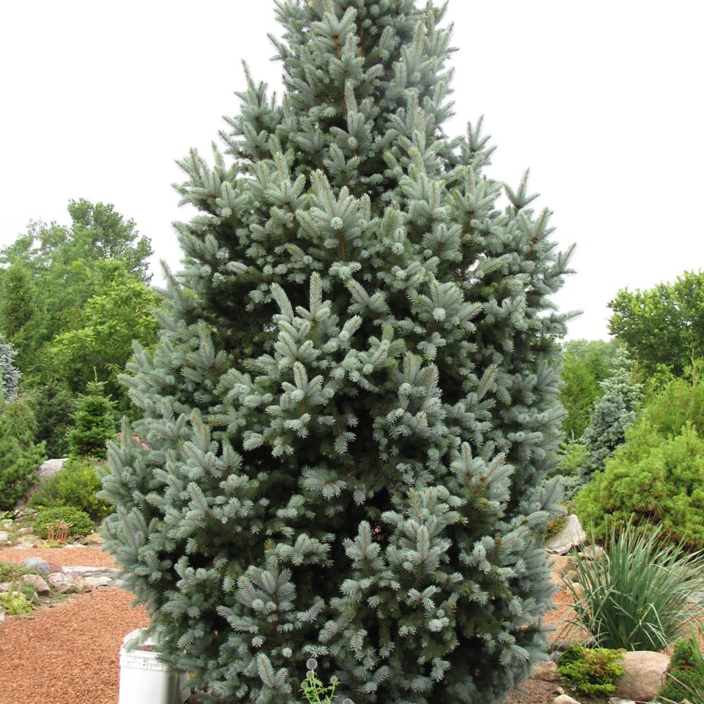 Spruce Iseli Fastigiata