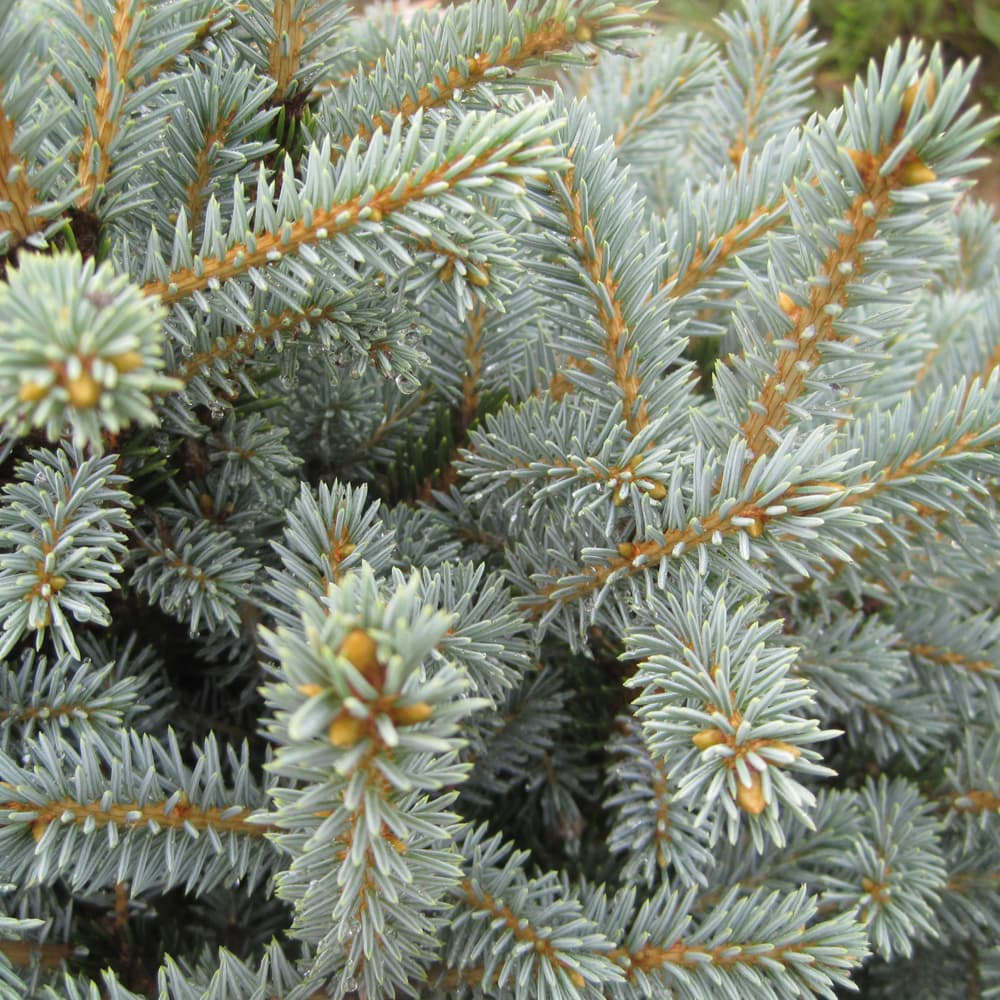 NetPS Plant Finder (www.netpsplantfinder.com)