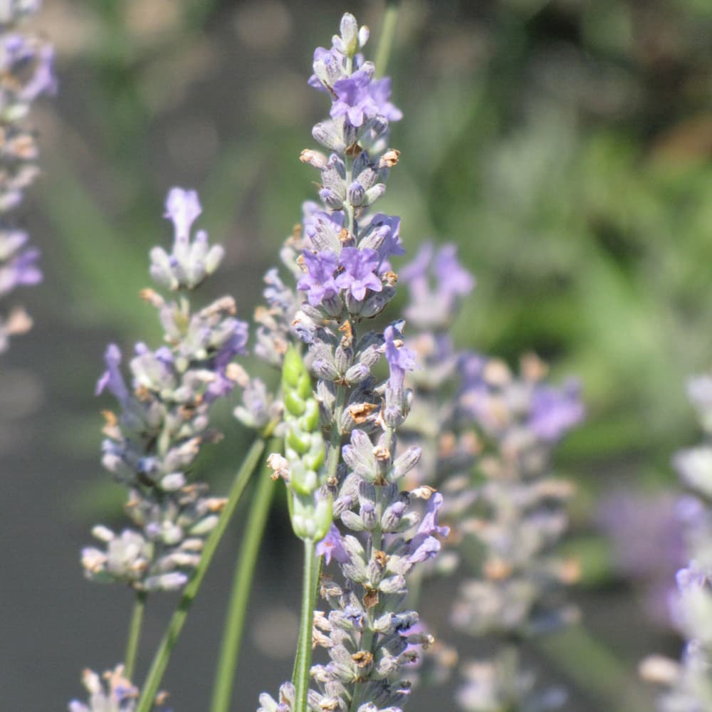 NetPS Plant Finder (www.netpsplantfinder.com)