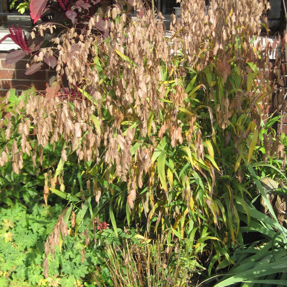 NetPS Plant Finder (www.netpsplantfinder.com)