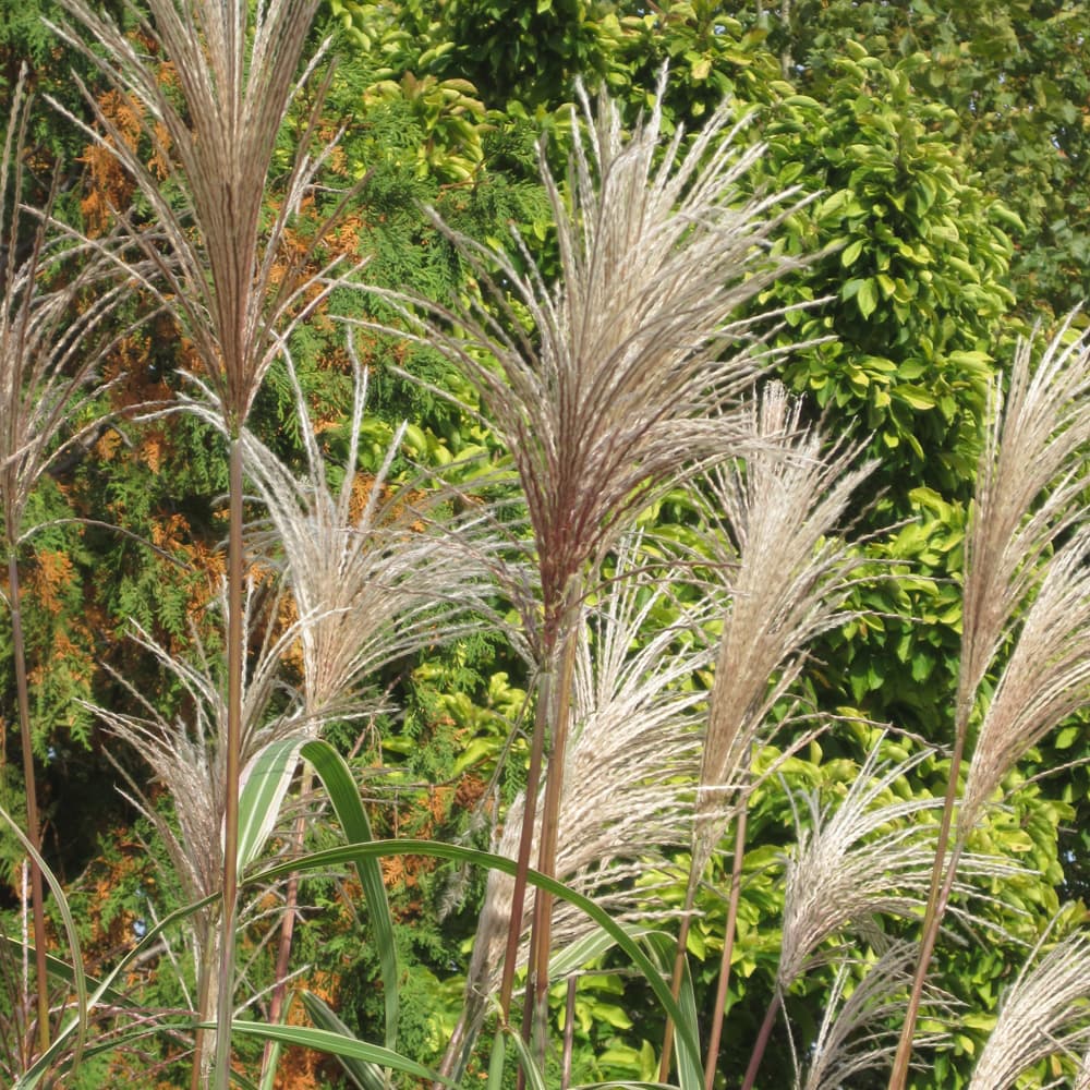 NetPS Plant Finder (www.netpsplantfinder.com)