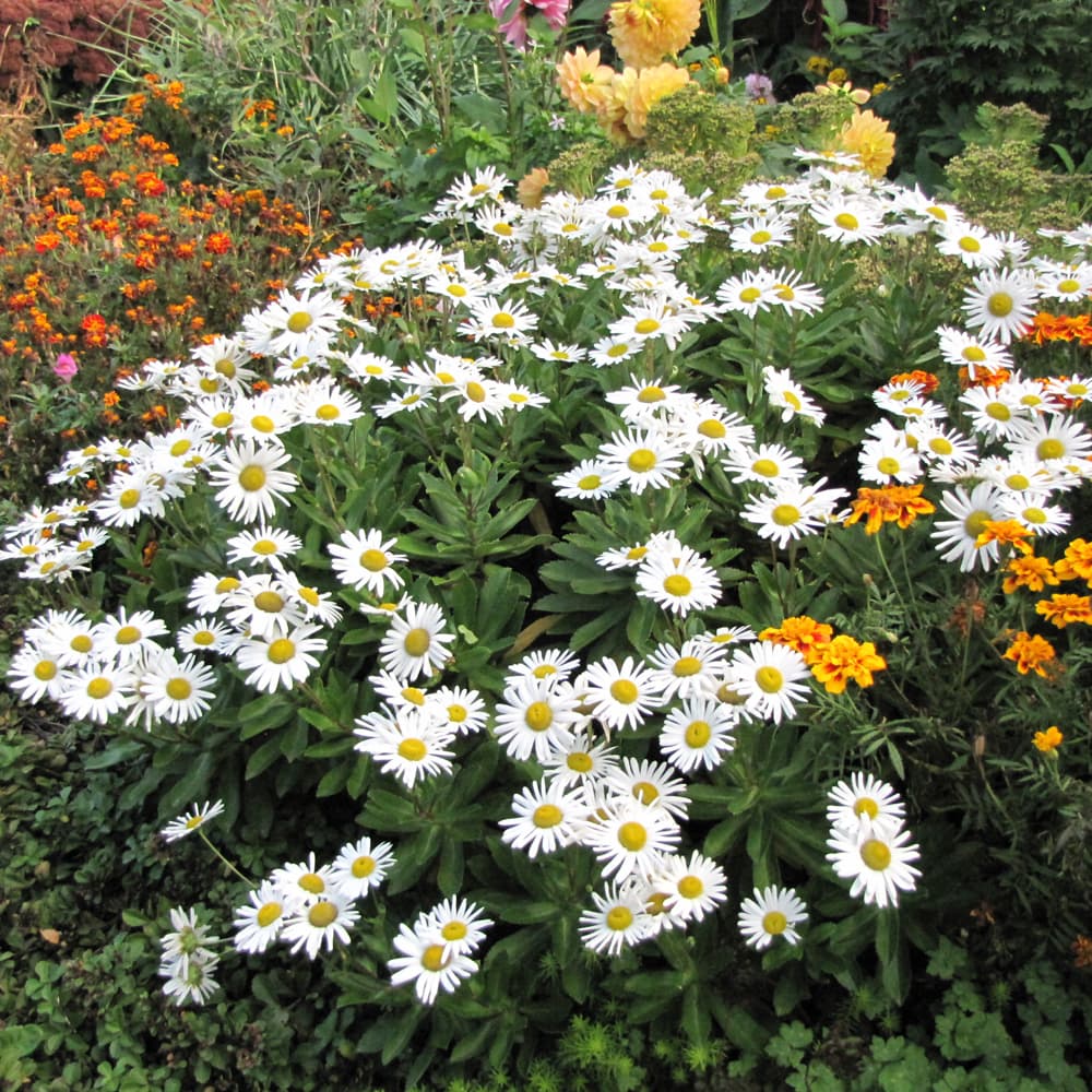 NetPS Plant Finder (www.netpsplantfinder.com)