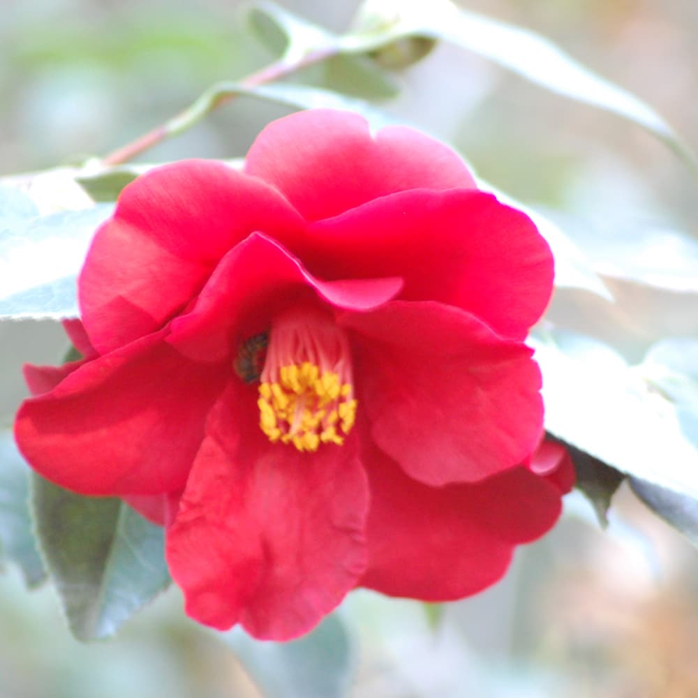 NetPS Plant Finder (www.netpsplantfinder.com)