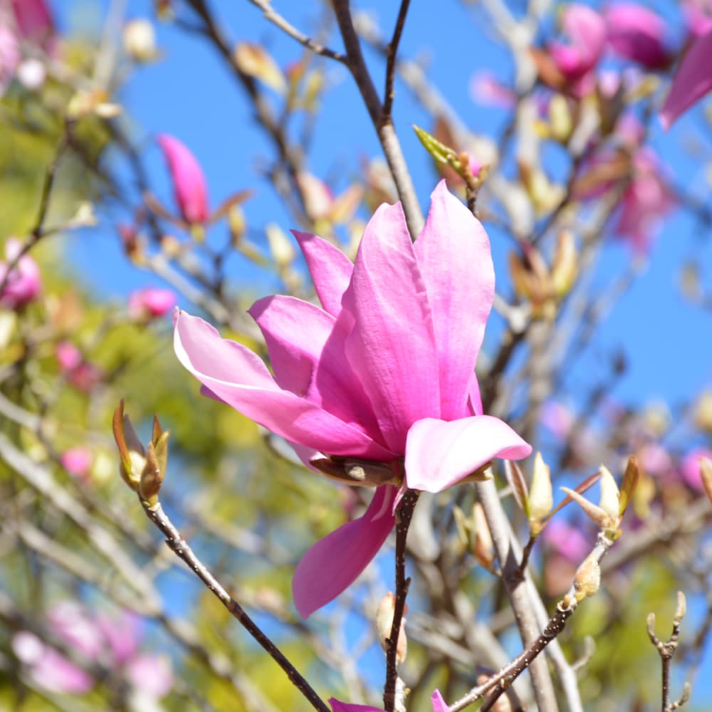 NetPS Plant Finder (www.netpsplantfinder.com)