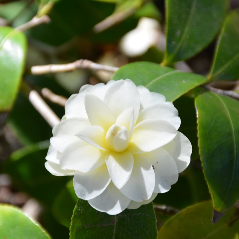 NetPS Plant Finder (www.netpsplantfinder.com)