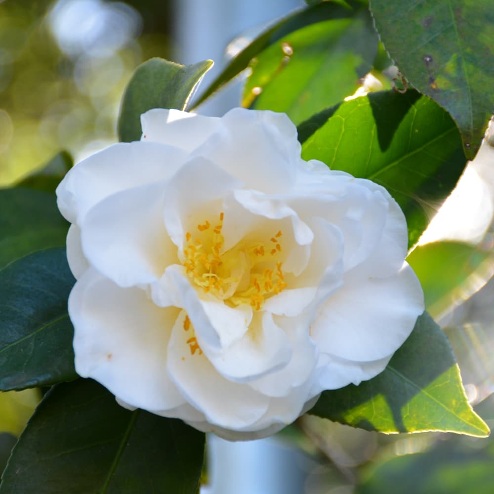 NetPS Plant Finder (www.netpsplantfinder.com)