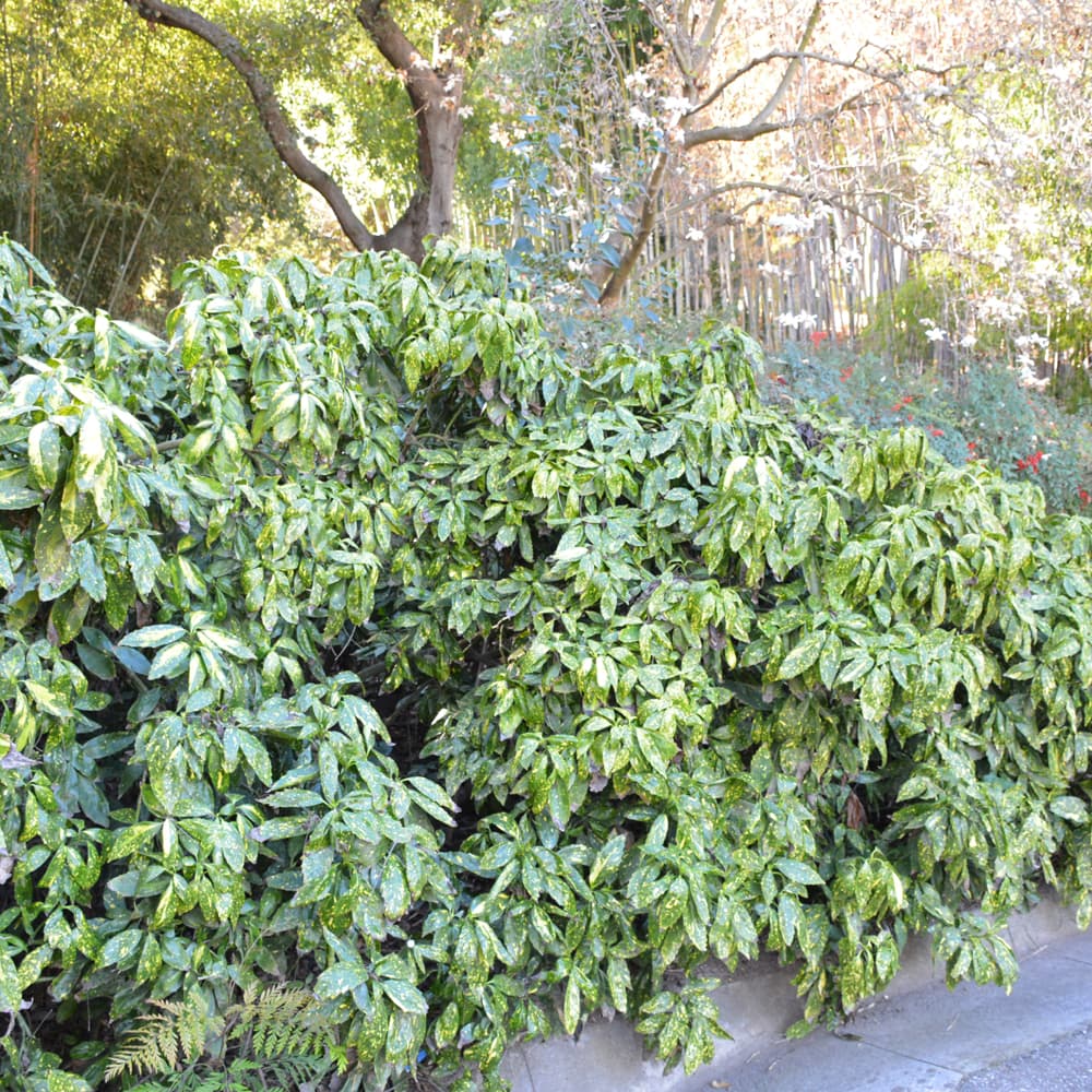 NetPS Plant Finder (www.netpsplantfinder.com)